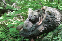 raccoon just past fly fishing pond